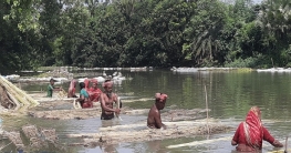 সিংড়ায় পাটের দাম নিয়ে খুশি নয় কৃষক