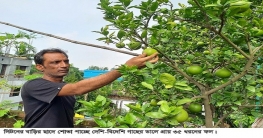 সিংড়ায় লিটনের ছাদ বাগানে শোভা পাচ্ছে ৩৫ ধরনের ফলগাছ